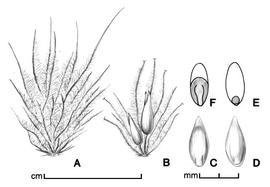  A, fascicle of bristles enclosing spikelet(s); B, cluster of two spikelets in fascicle (some bristles removed); C–D, floret in two views; E, caryopsis in ventral view; F, caryopsis in dorsal view; drawing by Lynda E. Chandler 