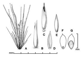  A, fascicle of bristles enclosing spikelet; B, spikelet in dorsal view showing upper glume; C, spikelet in ventral view showing sterile lemma; D, floret in ventral view; E, floret in dorsal view; F, caryopsis in ventral view; G, caryopsis in dorsal view; drawing by Lynda E. Chandler 