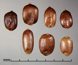  caryopses in dorsal view (top) and ventral view (bottom) 