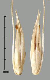  ventral view of fertile floret showing margins of lemma enclosing palea (left); spikelet subtended by primary bristle showing upper glume and fertile lemma (right). 