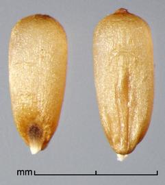  caryopses in ventral view (left) and dorsal view (right) 