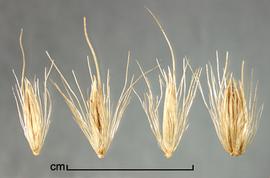  spikelets singly and in clusters, each subtended by a fascicle of bristles 