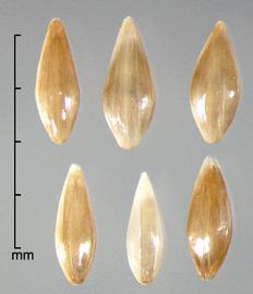  florets in dorsal view showing lemma (top) and ventral view showing palea (bottom) 