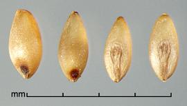  caryopses in ventral view (left) and dorsal view (right) 