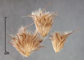  fascicles of bristles enclosing one or more spikelets each 