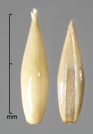  florets in dorsal view showing lemma (left) and ventral view showing palea (right) 