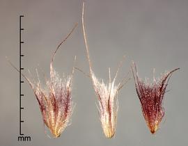  spikelets enclosed by fascicles 