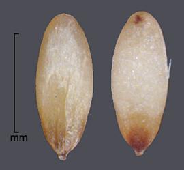  caryopses in dorsal view (left) and ventral view (right); photo by Mark Thurmond 