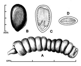  A, pod; B, seed; C, longitudinal section of seed showing embryo; D, transection of seed; drawing by Lynda E. Chandler 