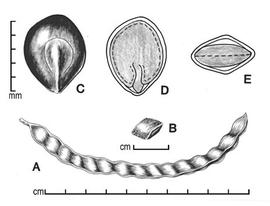  A, fruit; B, one-seeded endocarp segment; C, seed; D, longitudinal section of seed showing embryo; E, transection of seed; drawing by Lynda E. Chandler 