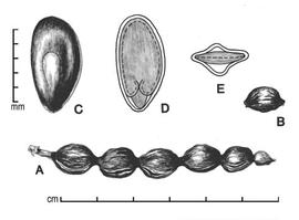  A, pod; B, one-seeded fruit segment; C, seed; D, longitudinal section of seed showing embryo; E, transection of seed; drawing by Lynda E. Chandler 