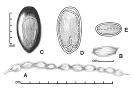  A, pod; B, one-seeded fruit segment; C, seed; D, longitudinal section of seed showing embryo; E, transection of seed; drawing by Lynda E. Chandler 