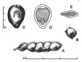  A, pod; B, one-seeded endocarp segment; C, seed; D, longitudinal section of seed showing embryo; E, transection of seed; drawing by Lynda E. Chandler 