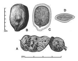  A, pod; B, seed; C, longitudinal section of seed showing embryo; D, transection of seed; drawing by Lynda E. Chandler 