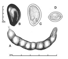  A, pod; B, seed; C, longitudinal section of seed showing embryo; D, transection of seed; drawing by Lynda E. Chandler 