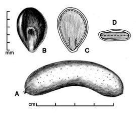  A, pod; B, seed; C, longitudinal section of seed showing embryo; D, transection of seed; drawing by Lynda E. Chandler 