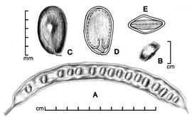  A, pod; B, one-seeded fruit segment; C, seed; D, longitudinal section of seed showing embryo; E, transection of seed; drawing by Lynda E. Chandler 