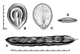  A, pod; B, seed; C, longitudinal section of seed showing embryo; D, transection of seed; drawing by Lynda E. Chandler 