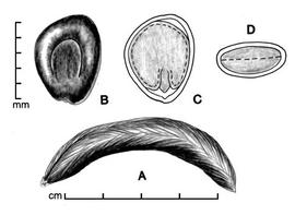  A, pod; B, seed; C, longitudinal section of seed showing embryo; D, transection of seed; drawing by Lynda E. Chandler 