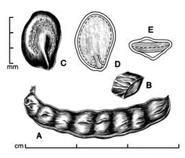  A, pod; B, one-seeded fruit segment; C, seed; D, longitudinal section of seed showing embryo; E, transection of seed; drawing by Lynda E. Chandler 