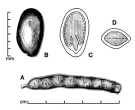  A, pod; B, seed; C, longitudinal section of seed showing embryo; D, transection of seed; drawing by Lynda E. Chandler 