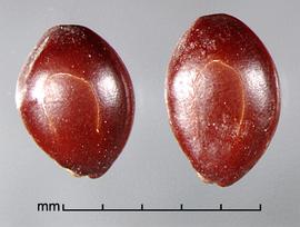  seeds 