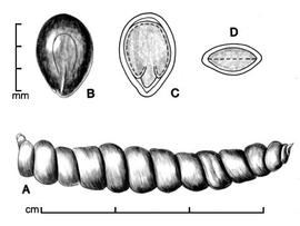  A, pod; B, seed; C, longitudinal section of seed showing embryo; D, transection of seed; drawing by Lynda E. Chandler 