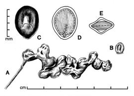  A, pod; B, one-seeded endocarp segment; C, seed; D, longitudinal section of seed showing embryo; E, transection of seed; drawing by Lynda E. Chandler 