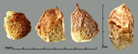    Rubus armeniacus   Focke drupelets; dorsal view (right) 