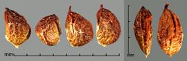    Rubus plicatus   Weihe & Nees drupelets; dorsal view (right) 