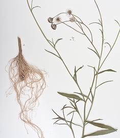  herbarium specimen 