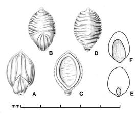  A, spikelet in ventral view; B, spikelet in dorsal view; C, floret in ventral view; D, floret in dorsal view; E. caryopsis in ventral view; F, caryopsis in dorsal view; drawing by Lynda E. Chandler 