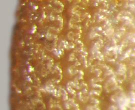  surface reticulation of seed 