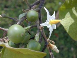  flowers and immature fruits; photo: copy; Forest and Kim Starr, USGS 
