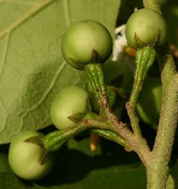  fruits; photo: copy; 2004 by Philip A. Thomas 