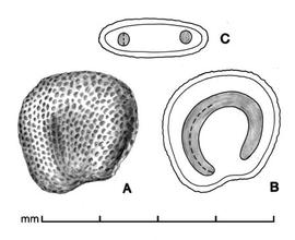  A, seed; B, longitudinal section of seed showing embryo; C, transection of seed drawing by Lynda E. Chandler 