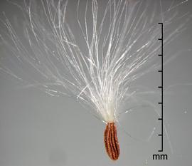  achene with pappus 