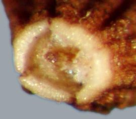  scar of achene 