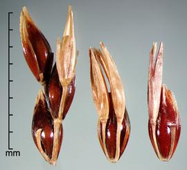  portion of inflorescence (left); terminal spikelet with two pedicellate spikelets (middle); spikelet with pedicellate spikelet and rachis segment (right) 