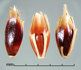  spikelets with apices broken off 