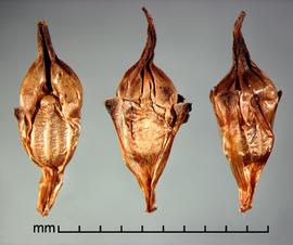  fruits 