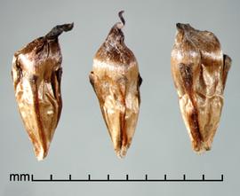  fruits 