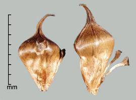  fruits 