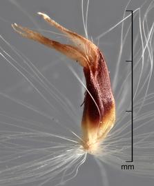  spikelet 

