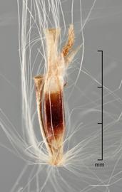  spikelet and pedicel 

