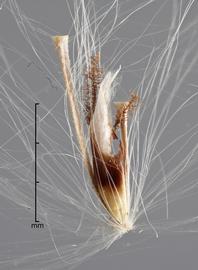  spikelet, pedicel, and internode 
