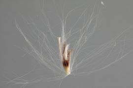 spikelet with pedicel and internode, subtended by callus 
