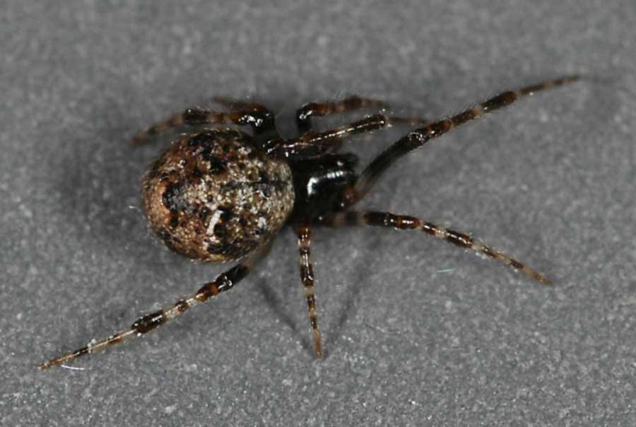            adult female, live   