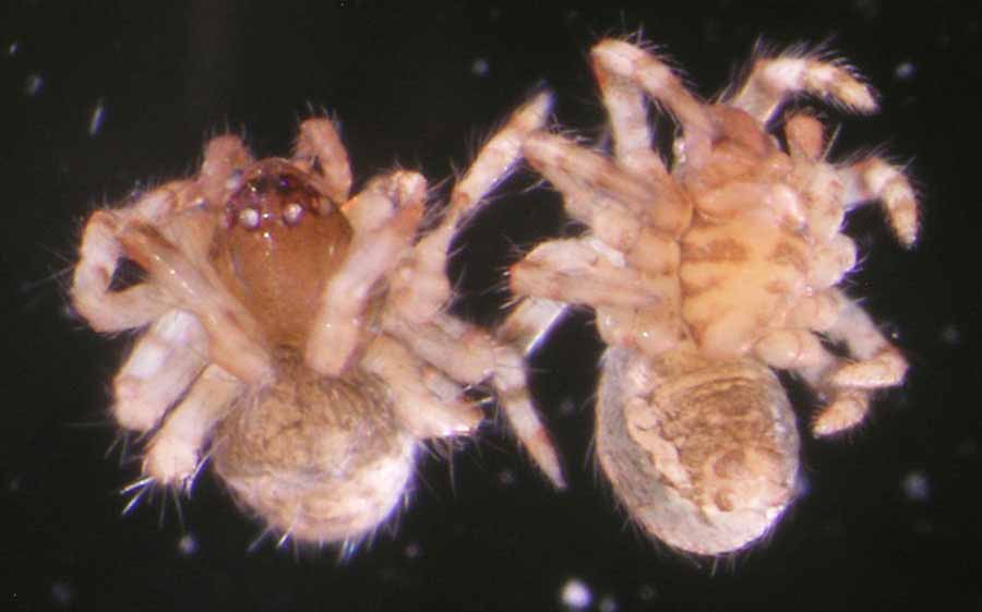            spiderlings, dead; dorsal (left), ventral (right)   