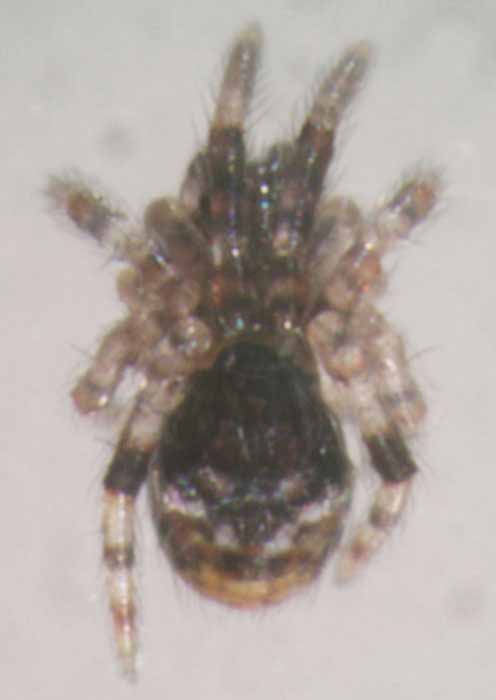            spiderling, live   